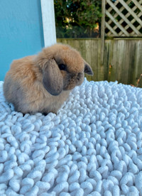 Holland Lop Males