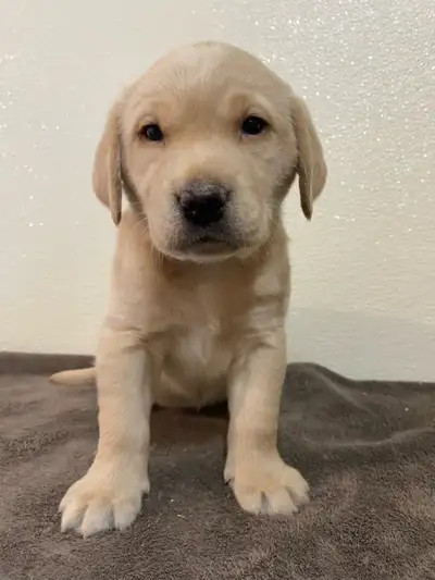 Colourful Labrador Retriever puppies, View more