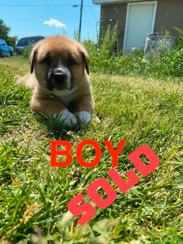 READY TO GO — Unique Mix Puppies. Only 2 boys available in Dogs & Puppies for Rehoming in Winnipeg - Image 5