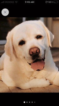 CKC REGISTERED PUREBRED YELLOW LABRADORS HEALTH TESTED