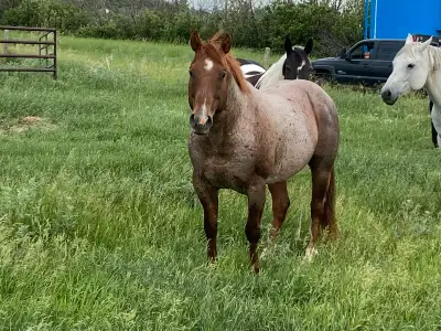 Red roan stud, View more