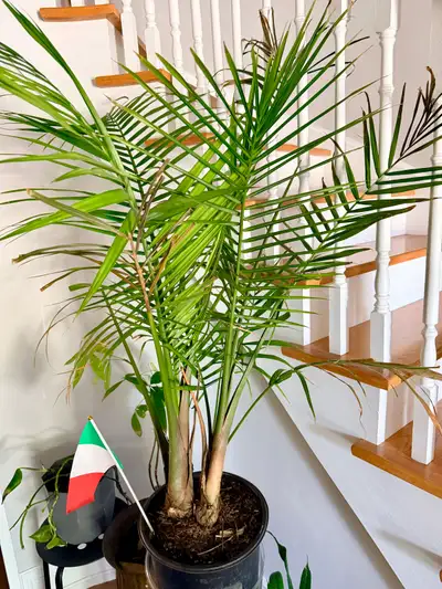 Two palm trees - over 40” tall Price is for both Pick up near Keele + Major Mac
