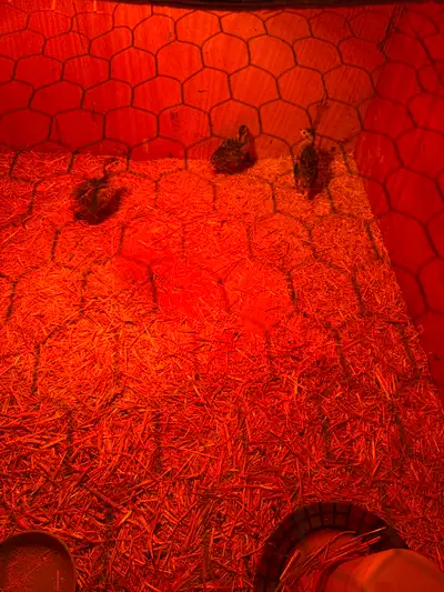 Three Straight Run Pheasant Chicks for Cheap, View more
