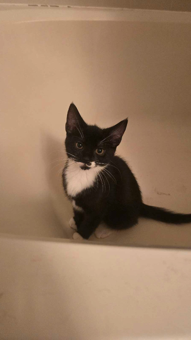 Little Lillith in Cats & Kittens for Rehoming in Moncton - Image 2