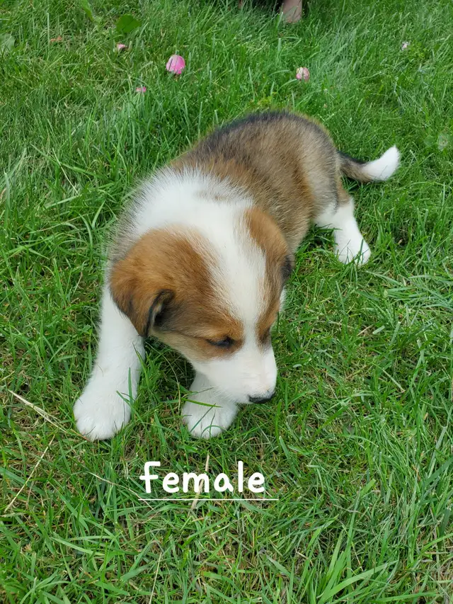 Golden Retriever Border collie puppies in Dogs & Puppies for Rehoming in City of Toronto - Image 5