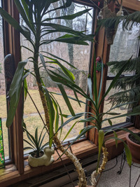 Yucca Needs a New Home! Grown out of the Sun Room!