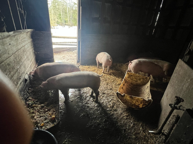 Wiener pigs for sale $200 in Livestock in Campbell River - Image 2