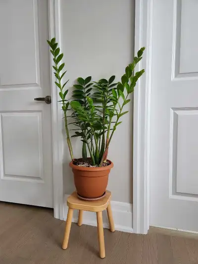 bottom watering ponytail palm Ponytail Palm