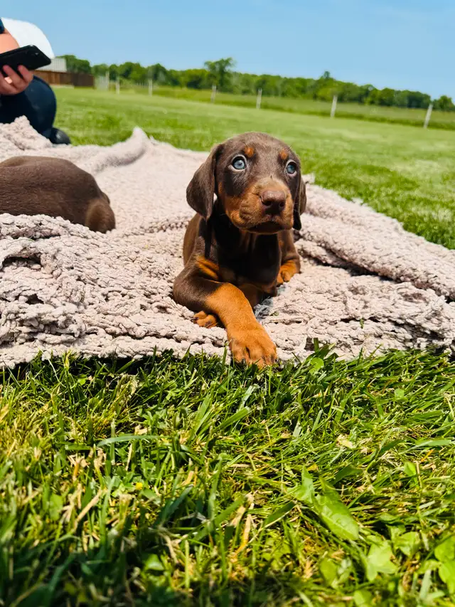 European Doberman Puppies in Dogs & Puppies for Rehoming in Hamilton - Image 8