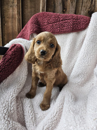 One gorgeous female cockapoo puppy for sale
