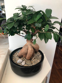 Healthy smallish ficus beginner bonsai.
