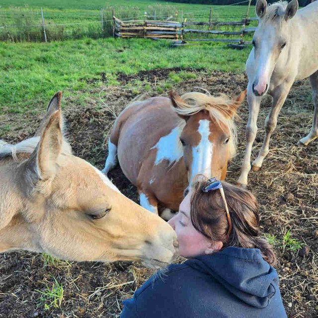 Barn Help Offered!! in Horses & Ponies for Rehoming in Belleville