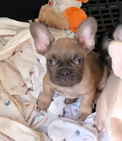 French Bulldog puppies for sale (ready now), View more