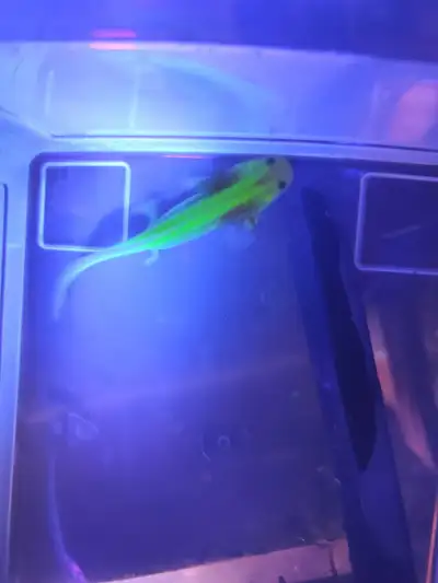 I have juvenile leucistic axolotl and (GFP, picture 1) 3 inches