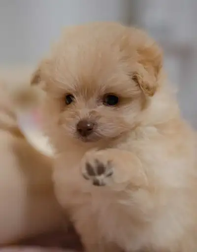 Bichon Yorkie Mix Male Puppy, View more
