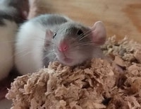 baby Dumbo rats Kawartha Lakes Peterborough Area Preview