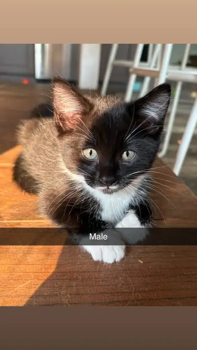 Kittens looking to be rehomed, View more