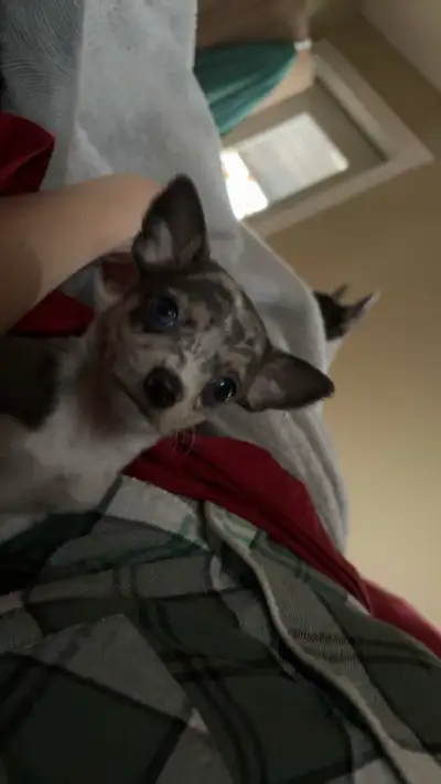 Ready to go! 7 week old Chihuahua Puppies, have first vaccinations, dewormed, vet checked and includ...