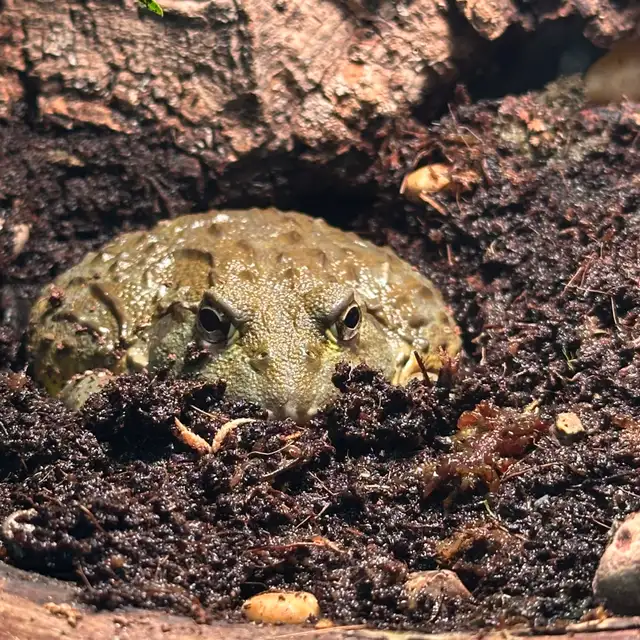 African pyxie frog in Reptiles & Amphibians for Rehoming in St. Catharines - Image 2