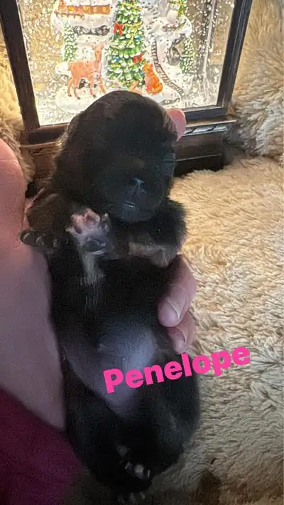 Pomeranian , View more