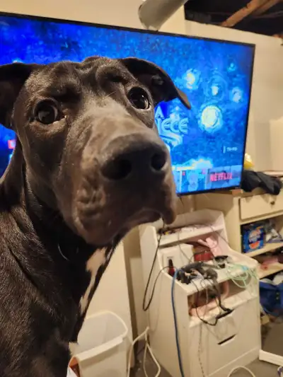 dog to rehome, View more