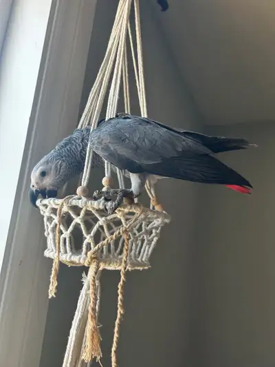 super tame super friendly baby African grey , View more