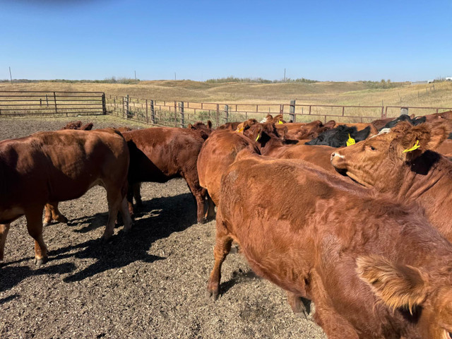 BRED HEIFERS in Livestock in Red Deer - Image 4
