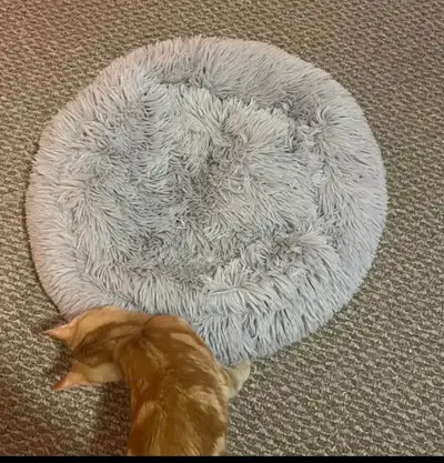 cat bed or dog , View more