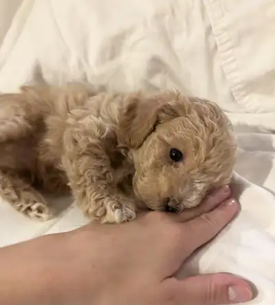 ONLY 2 LEFT!!! Adorable Poochon (Bichon/Poodle) Puppies!!!, View more