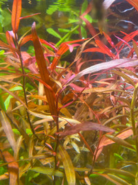 Red Aquarium plants - Persicaria Sp Sao Paulo