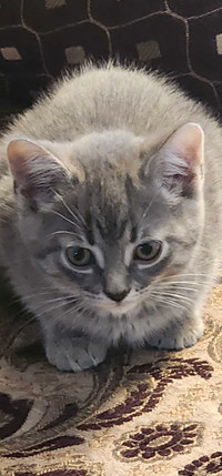 Beautiful Kitten for sale