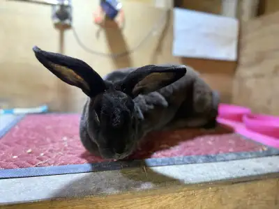  Pedigree Rex Does, View more