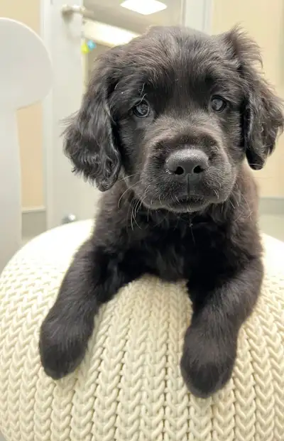 Border Collie Golden retriever puppies, View more