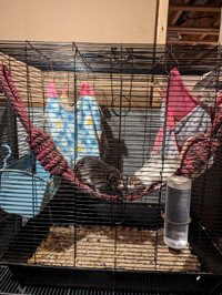 Females rats with cage