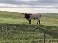 Longhorn Bull for sale