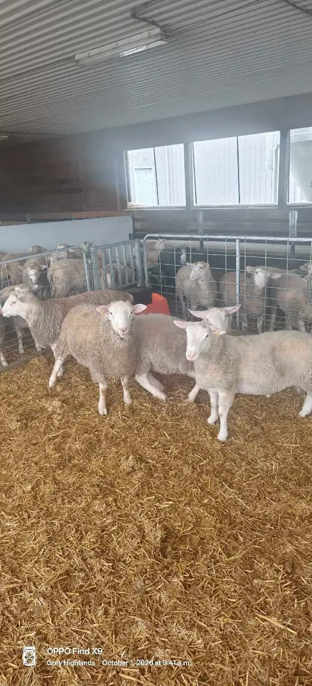 Ram Lambs For Sale!