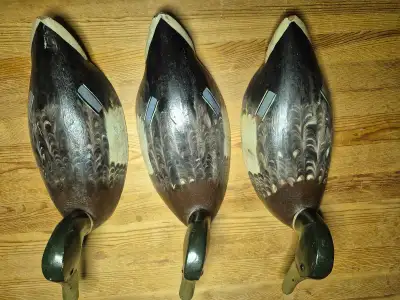 canards en bois, appelants., View more