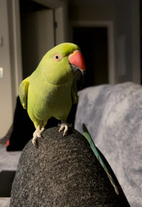 2 year old Indian Ringneck