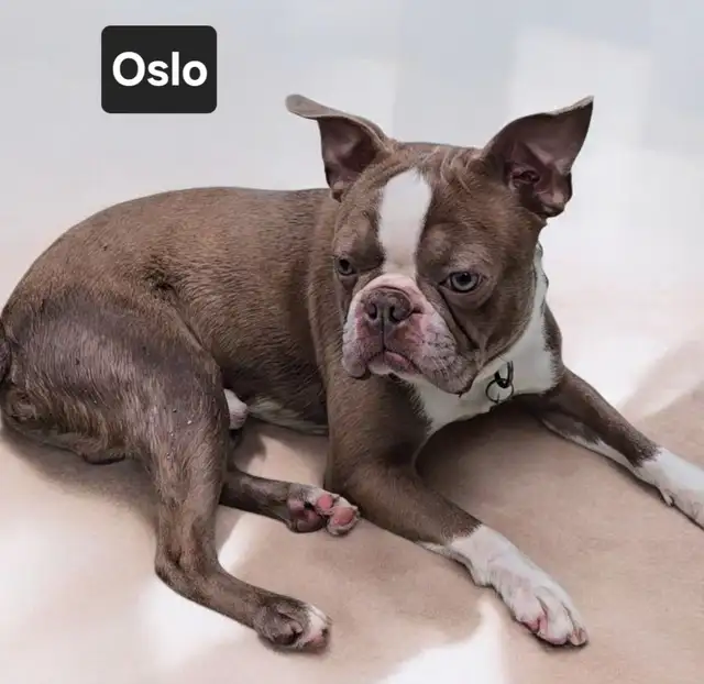 Cherche famille d'accueil pour frenchton et boston terrier in Dogs & Puppies for Rehoming in Laval / North Shore - Image 4