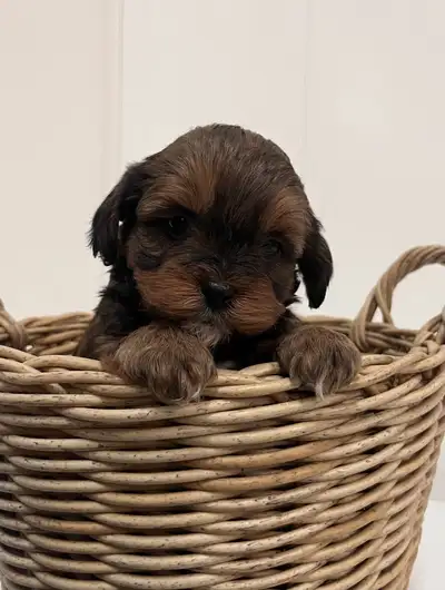 Adorable bichon shitzu/poodle pups, View more