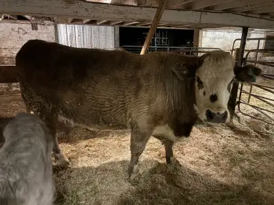 Charolais mix Cow and Bull Calf, View more