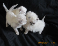 4 gorgeous female Ragdoll kittens. Lots of extra’s!