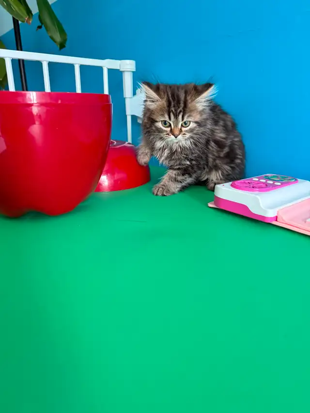 Pure Siberian kittens are available