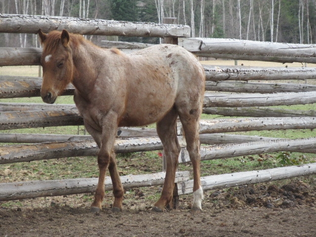 AQHA & APHA   Yearlings  CBHI in Horses & Ponies for Rehoming in Kamloops - Image 2