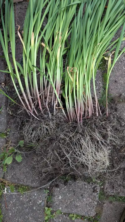 Organic garlic bulbs, minimum 50 in bunch, Airport area, View more