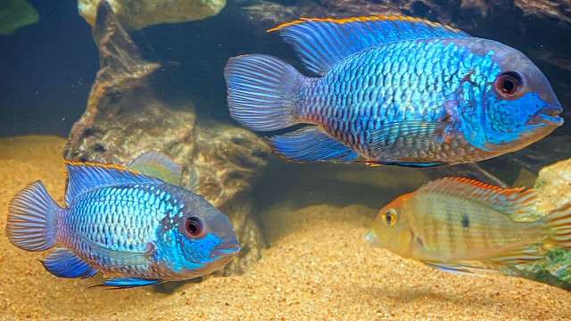 Electric blue Acara in Fish for Rehoming in Guelph