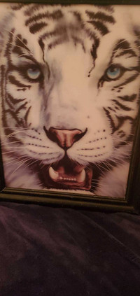 Cadre de tigre 3D