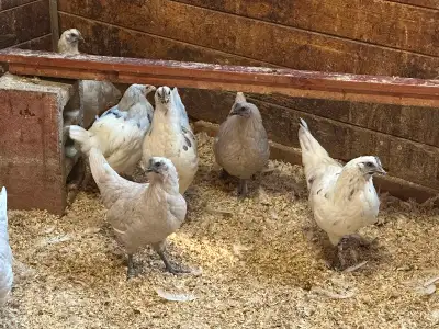 Cemani/ leghorn mixes (zombies), 17 wks old, View more