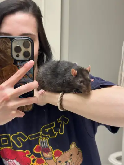 Older male pet rat Corbin needs a home with love of love, View more