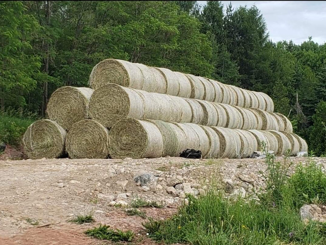 Hay for sale in Equestrian & Livestock Accessories in Belleville